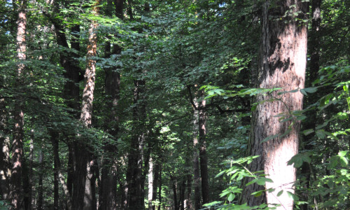 200-letni-drzewostan-200-letni-drzewostan