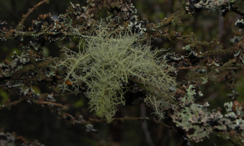 bor-mieszany-brodaczka-kepkowa