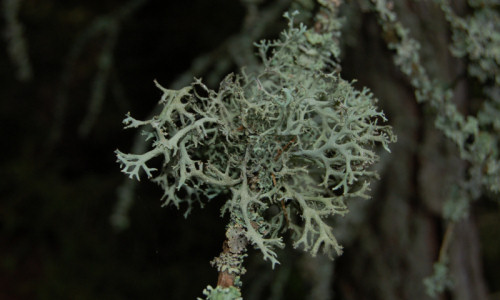 bor-mieszany-maklik-ortebiasty