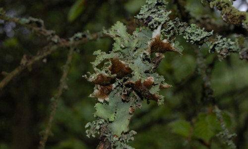 bor-mieszany-plucnik-modry