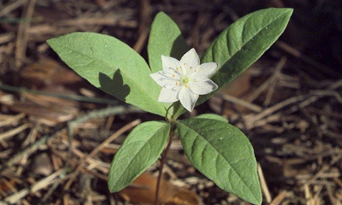 bor-mieszany-siodmaczek-gajowy