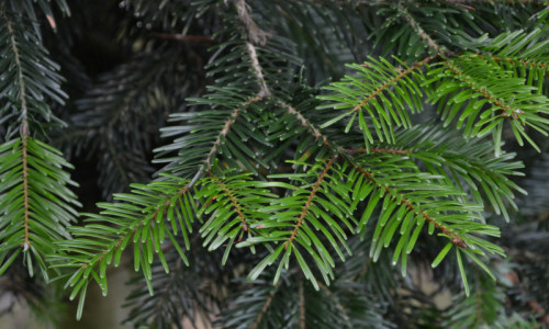 drzewostan-iglasty-jodla-pospolita