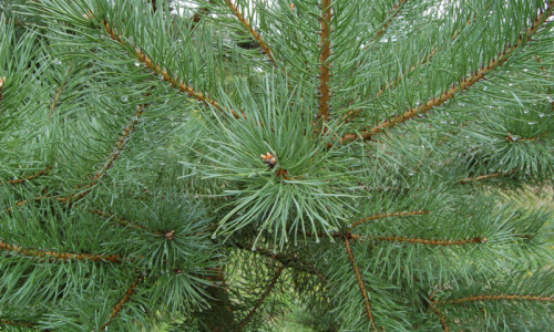 drzewostan-iglasty-sosna-zwyczajna