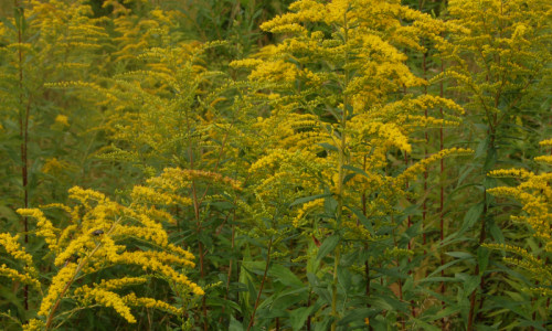 intruz-w-lesie-nawloc-pozna