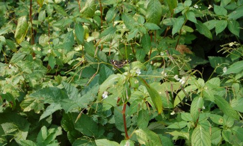 intruz-w-lesie-niecierpek-drobnokwiatowy