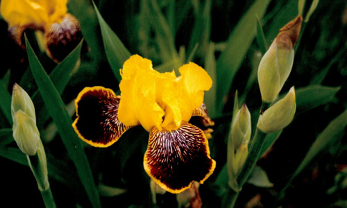 iris-meis-Irys-odm-kuppferhamer