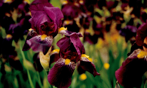 iris-meis-irys-odm-red-orchid