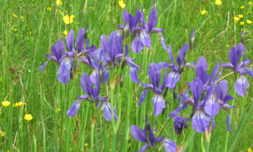 iris-meis-kosaciec-bezlistny