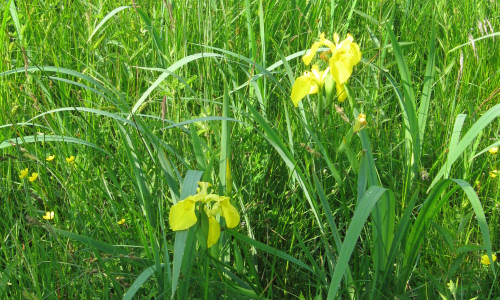 iris-meis-kosaciec-zolty