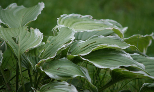 kolekcja-bylin-na-przeciwko-danieli-funkia-sina-odm-pasiasta