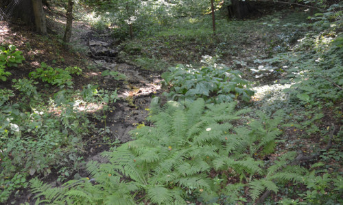 kolekcja-bylin-na-przeciwko-danieli-kolekcja-bylin