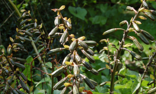 kolekcja-bylin-na-przeciwko-danieli-owocostany-funki