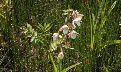 metaplantacje-kruszczyk-blotny