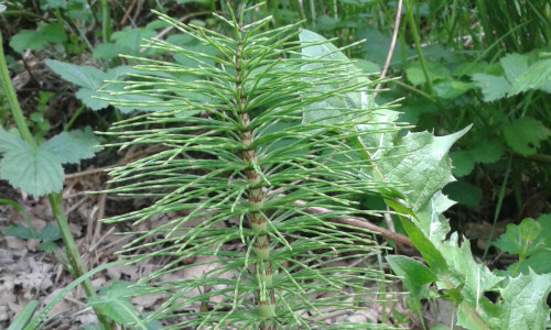 metaplantacje-skrzyp-olbrzymi