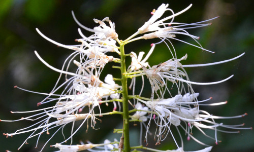 polana-wypoczynkowa-kasztanowiec-drobnokwiatowy