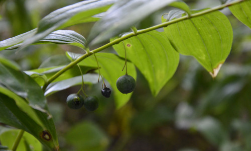 polana-wypoczynkowa-kokoryczka-wielokwiatowa