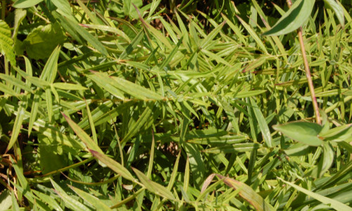 przy-bramie-dolnej-gwiazdnica-wielkokwiatowa