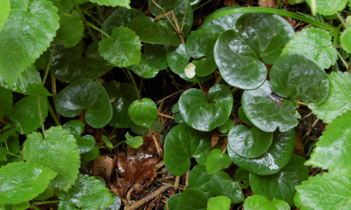 przy-bramie-dolnej-kopytnik-pospolity