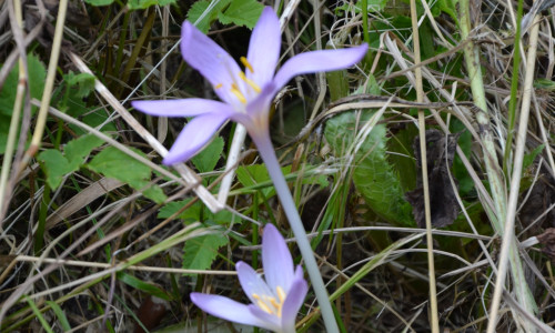 przy-laczce-ziemowitowej-ziemowit-jesienny2