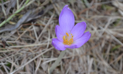 przy-laczce-zimowitowej-ziemowit-jesienny