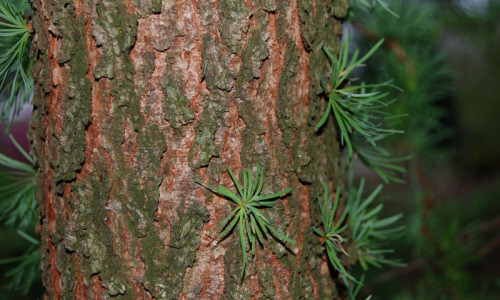 przy-modrzewiach-i-sosnach-modrzew-europejski