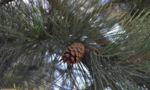 przy-modrzewiach-i-sosnach-sosna-czarna