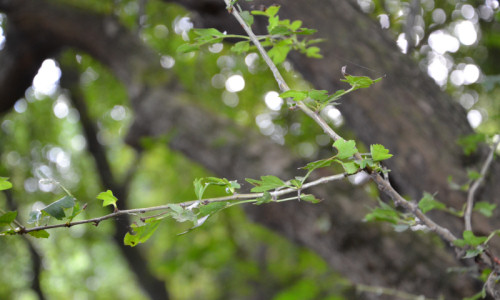 przy-okazalych-glogach-liscie-glogu-dwuszyjkowego