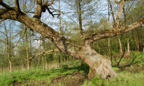 przy-olbrzymiej-wierzbie-stara-wierzba-krucha