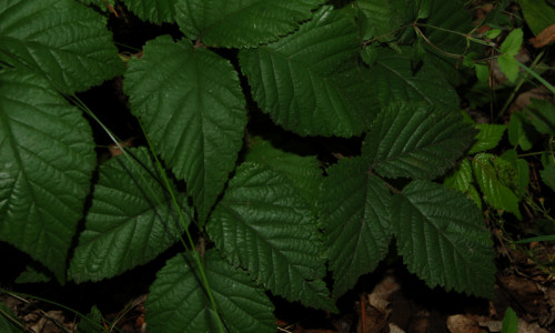 przy-parkingu-jezyna-trojlistkowa