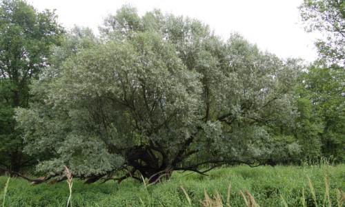 przy-podwujnej-wierzbie-wierzba-krucha