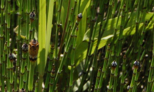 przy-potoku-skrzypowym-skrzyp-zimowy