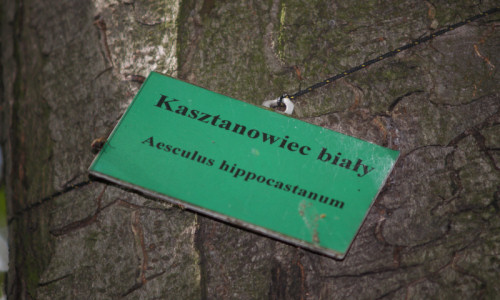 przy-tablicy-informacyjnej-aleja-kasztanowcow