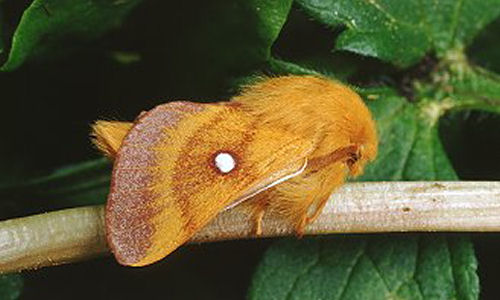 przy-tarninach-barczatka-katakas