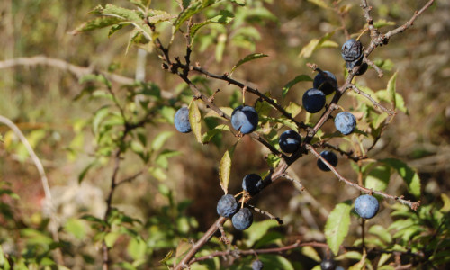 przy-tarninach-sliwa-tarnina-owoce