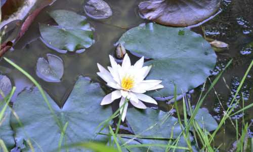 staw-cienisty-grzybienie-wodne