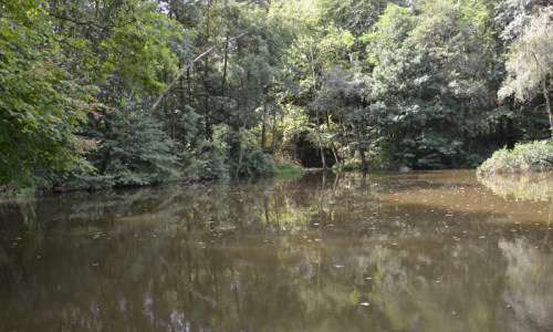 staw-rybny-staw-rybny