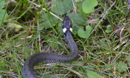 staw-rybny-zaskroniec-zwyczajny