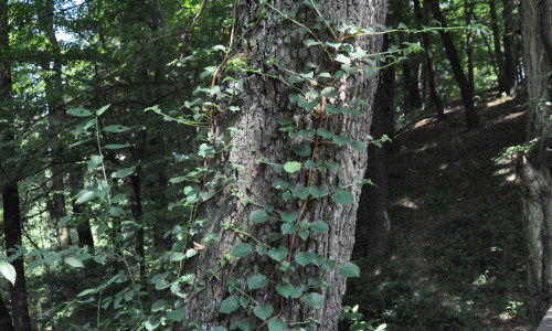 staw-zabi-dlawisz-okraglolistny