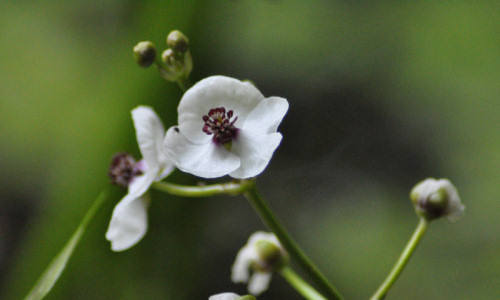 staw-zabi-kwiat-strzalki-wodnej