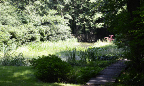 staw-zabi-sciezka-kladka