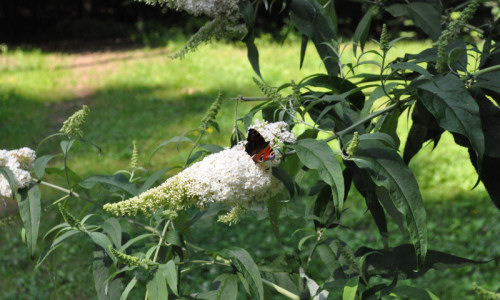 studnia-ksiazeca-budleja-dawida