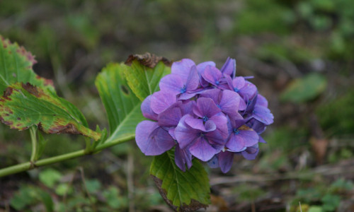 studnia-ksiazeca-hortensja-ogrodowa