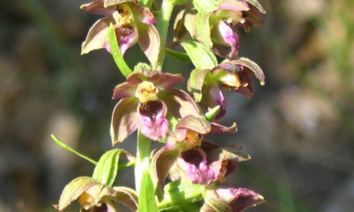 studnia-ksiazeca-kruszczyk-szerokolistny