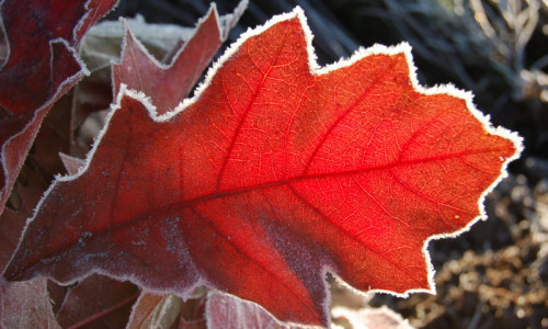 w-poblizu-alei-okazalych-debow-lisc-debu-czerwonego