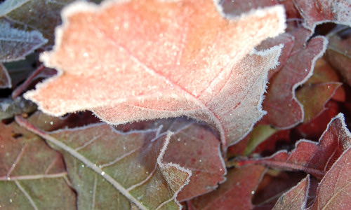 w-poblizu-alei-okazalych-debow-liscie-debu-czerwonego