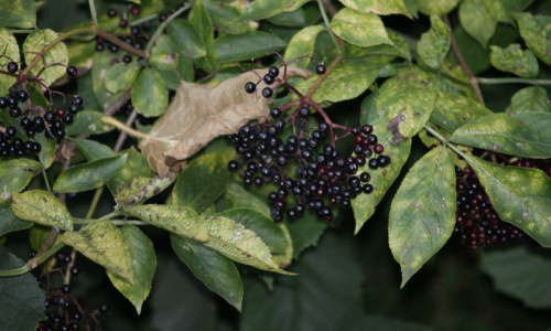 w-poblizu-budki-druznika-czarny-bez