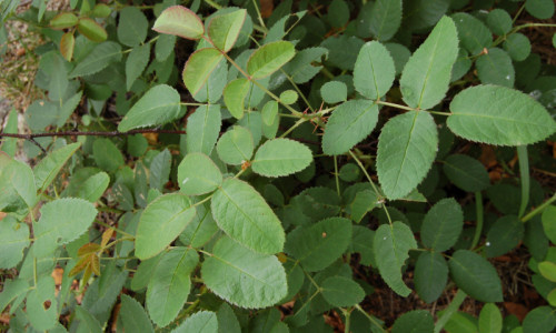 w-poblizu-starej-czeremchy-dzika-roza