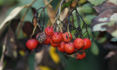 w-poblizu-starej-czeremchy-jarzebina-pospolita