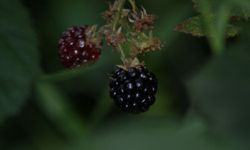 w-poblizu-starej-czeremchy-jezyna