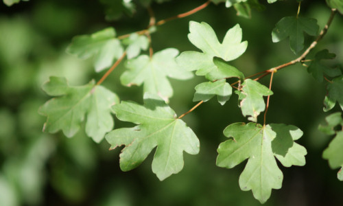 w-poblizu-starej-czeremchy-klon-polny